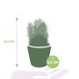 Cactus mix afmetingen